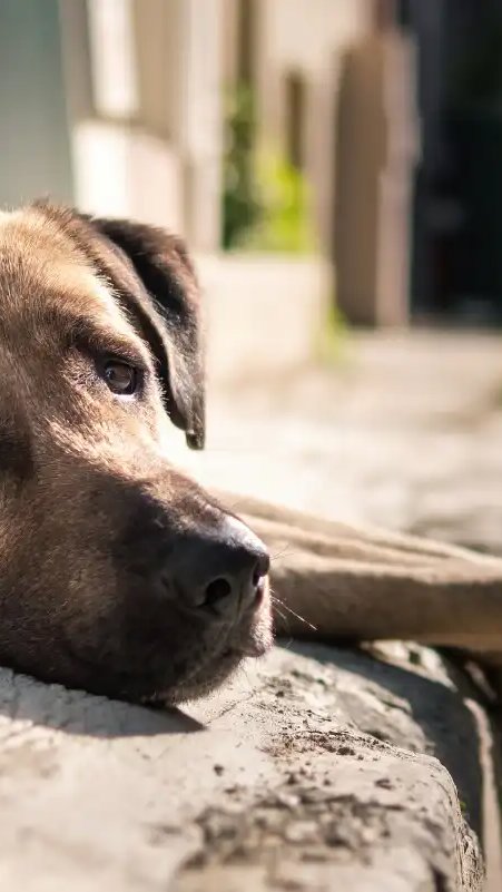 Abandono de pets mantém 4,8 milhões de animais em situação de vulnerabilidade no Brasil