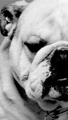 Crise nos abrigos: cães de focinho achatado podem ser sacrificados na Europa