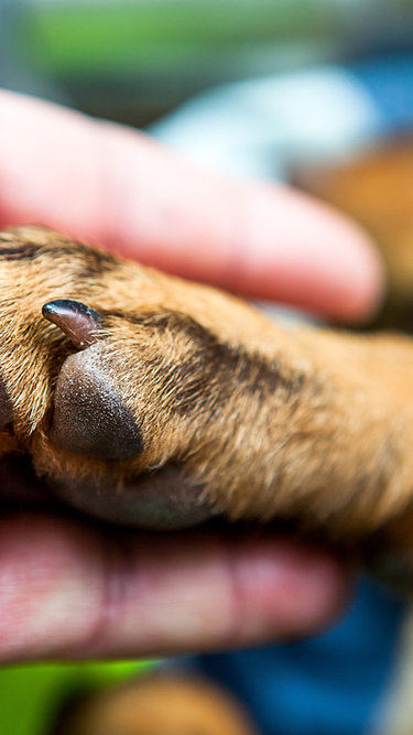 Fim de semana terá adoção responsável de cães e gatos em 25 cidades brasileiras