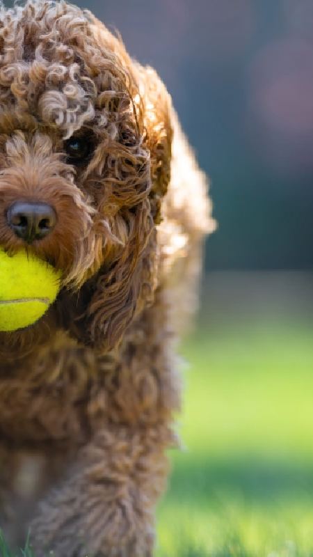 Sustentabilidade impulsiona busca por brinquedos pet mais duráveis