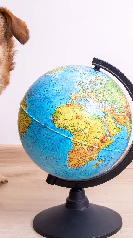 França, Austrália e Malásia avançam em novas políticas para o setor pet