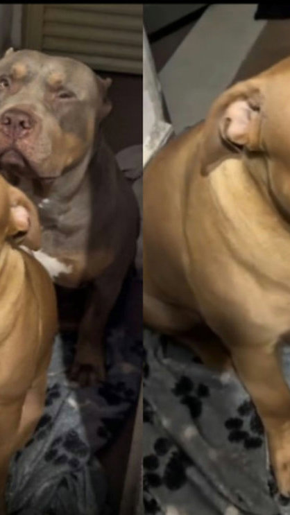 Medo da tempestade faz cães "pedirem abrigo" no quarto do tutor e vídeo encanta a internet