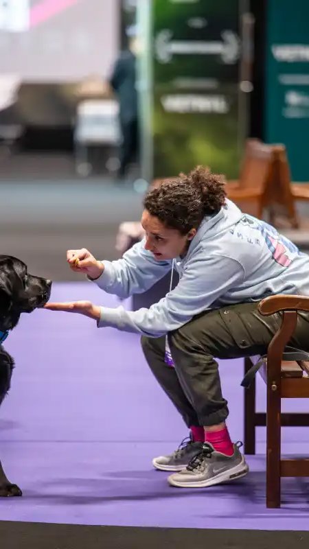 Pet South America traz programação inédita voltada para esportes e sociabilidade para cães