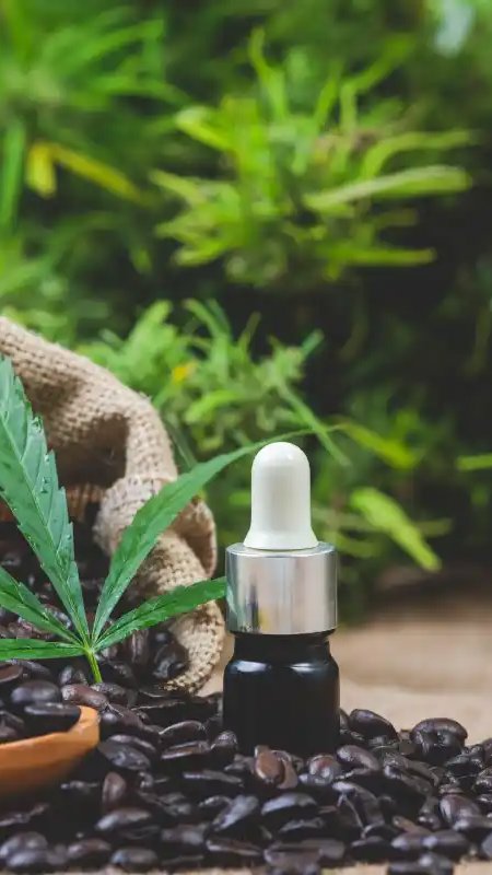 Mendoza regulamenta cannabis medicinal para animais de maneira inédita na Argentina