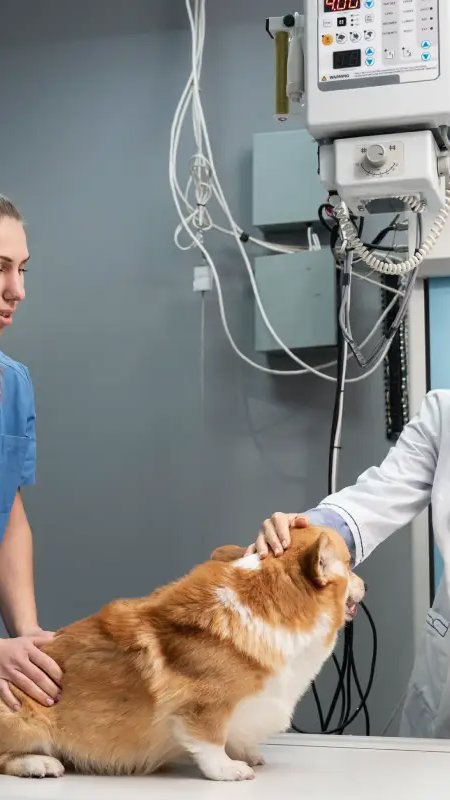 Novo projeto de lei regulamenta transfusão de sangue em cães e gatos