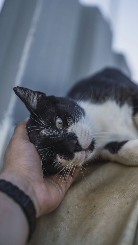 Taiwan segue tendência global com crescimento de felinos