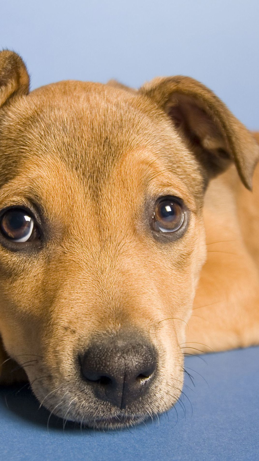Vira-latas são os cães e gatos preferidos do Brasil, aponta o PetCenso 2025