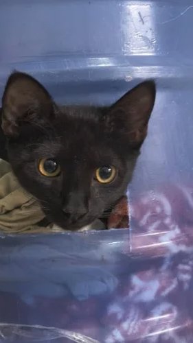 Gato é lançado em galão dentro de hotel pet com carta sobre alienígenas, bruxas e profecias em Porto Alegre