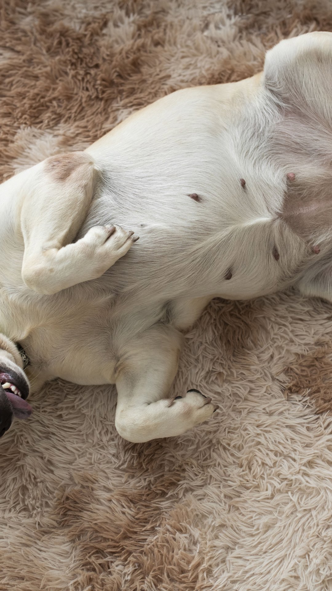 Cachorro dando "chutinhos" quando recebe carinho? Movimento pode não indicar prazer; veja o alerta de uma veterinária