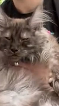 Gato com polidactilia quebra recorde nos EUA ao ter 29 dedos nas patas
