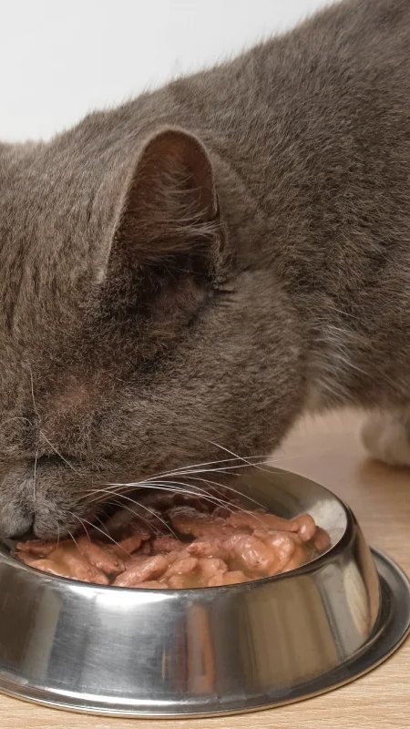 Gatos impulsionam pedidos no delivery pet. Veja itens mais comprados