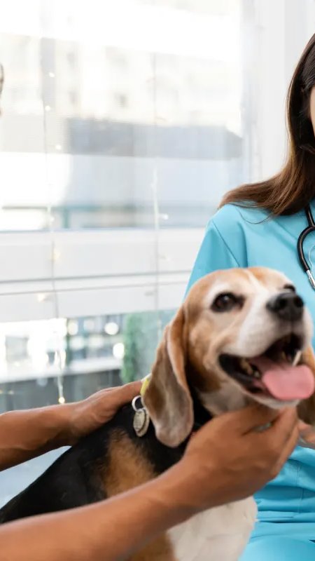 Planos de saúde pet enfrentam contraste entre expansão e rentabilidade