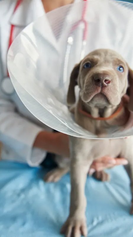 Estado restringe venda de anticoncepcionais para pets