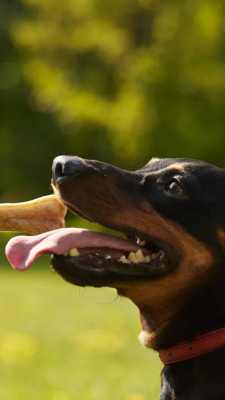 Marcas próprias aceleram no mercado pet com suplementos e petiscos em alta