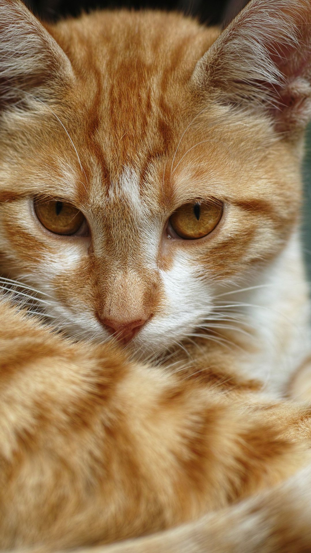 Mais que pets: estudo mostra que 50% dos gatos chegam aos lares por adoção