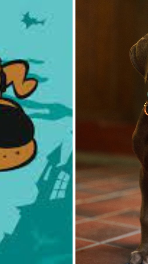 Scooby Doo na vida real: conheça a raça do cão icônico