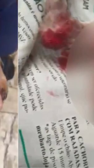 Castração dos horrores: cachorro é mutilado após “castração” clandestina e mulher vira alvo de investigação por maus-tratos