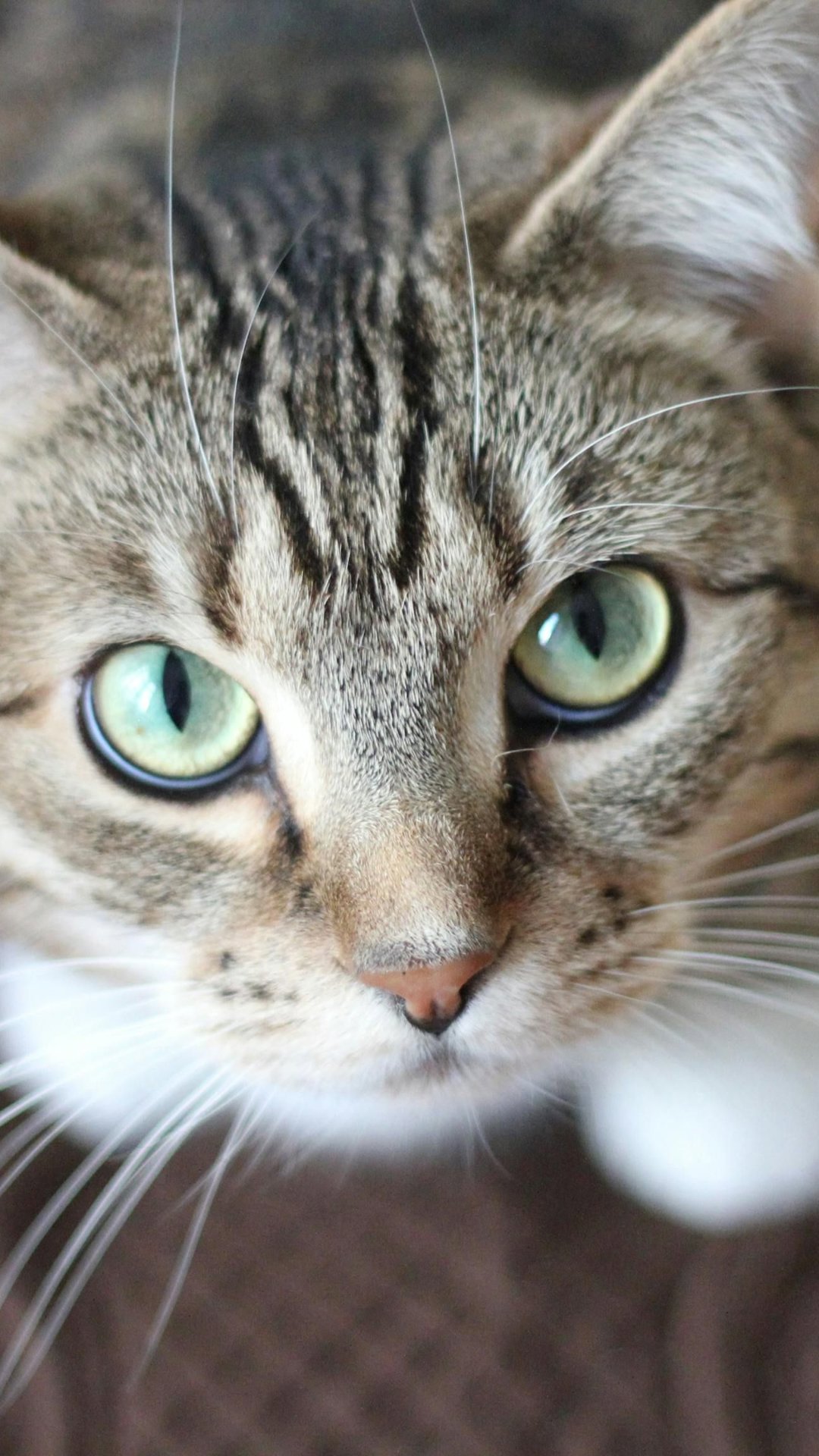 O que seu gato está tentando dizer: sinais e linguagem corporal dos felinos
