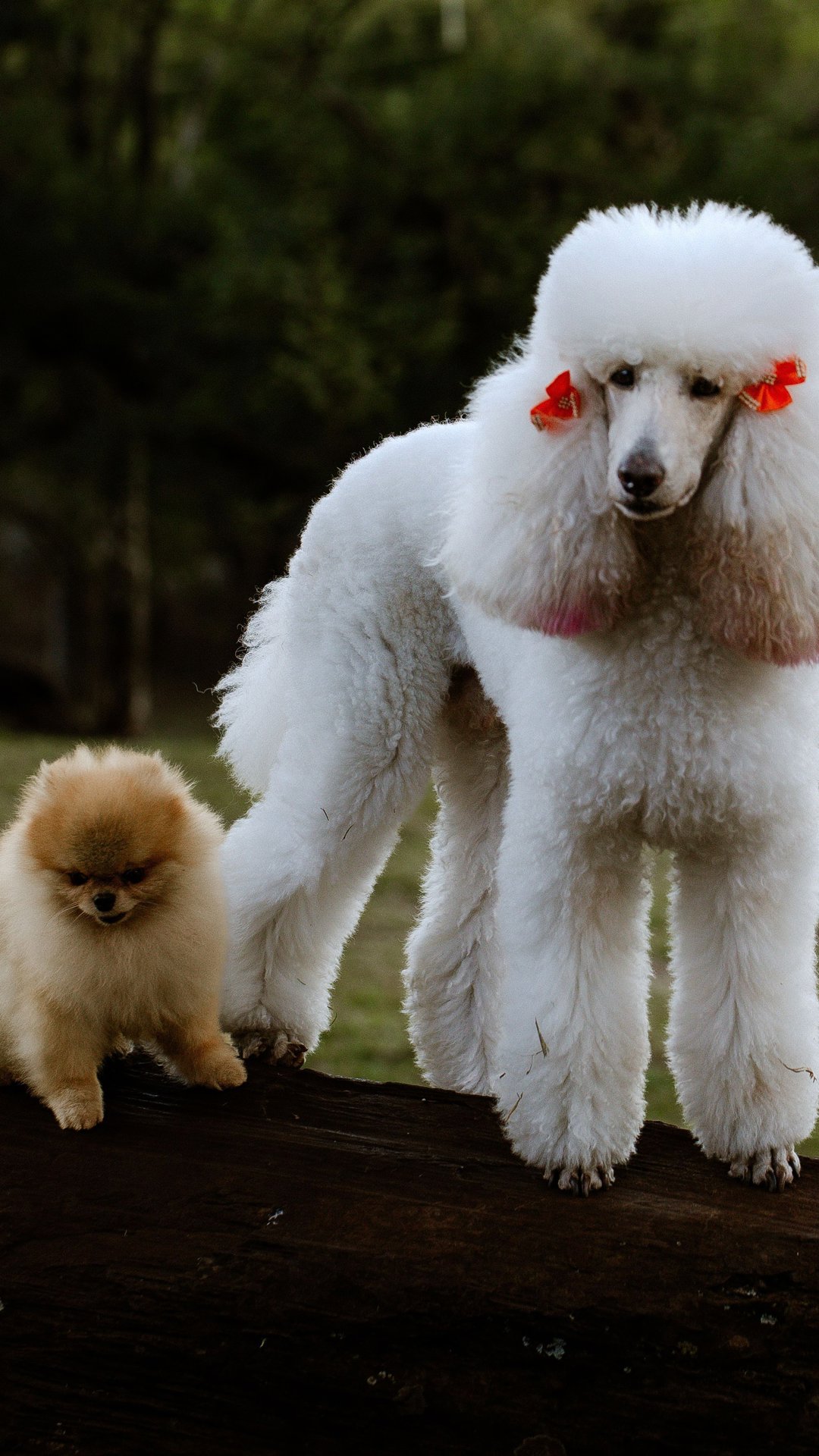 Quer um cachorro que vive mais? Novo estudo sugere que cadelas de porte pequeno envelhecem mais lentamente e são menos afetadas por doenças da idade