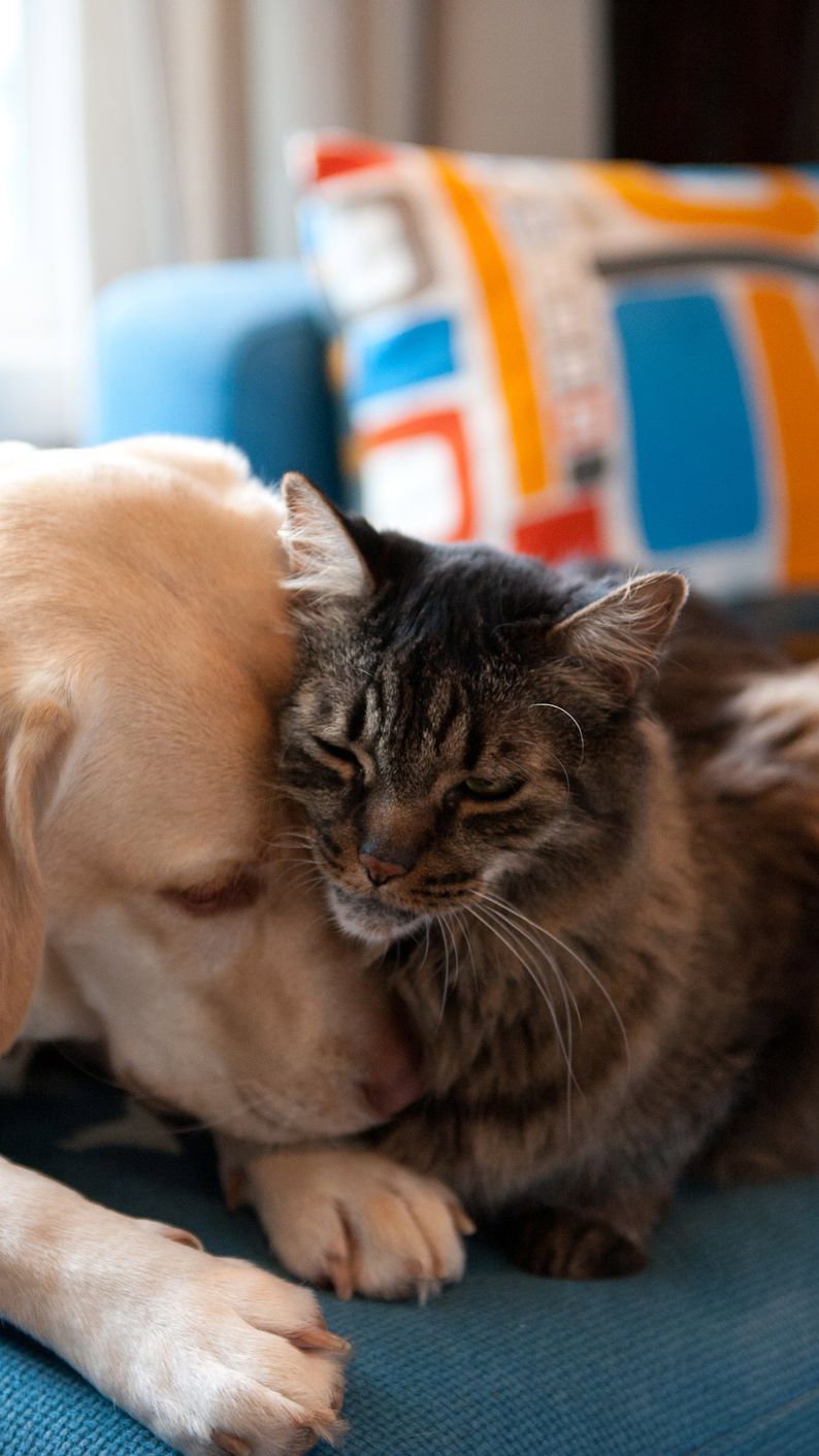 Você não pode tratar o cachorro da mesma maneira que um gato: médica veterinária explica o perigo de achar que ambos são iguais