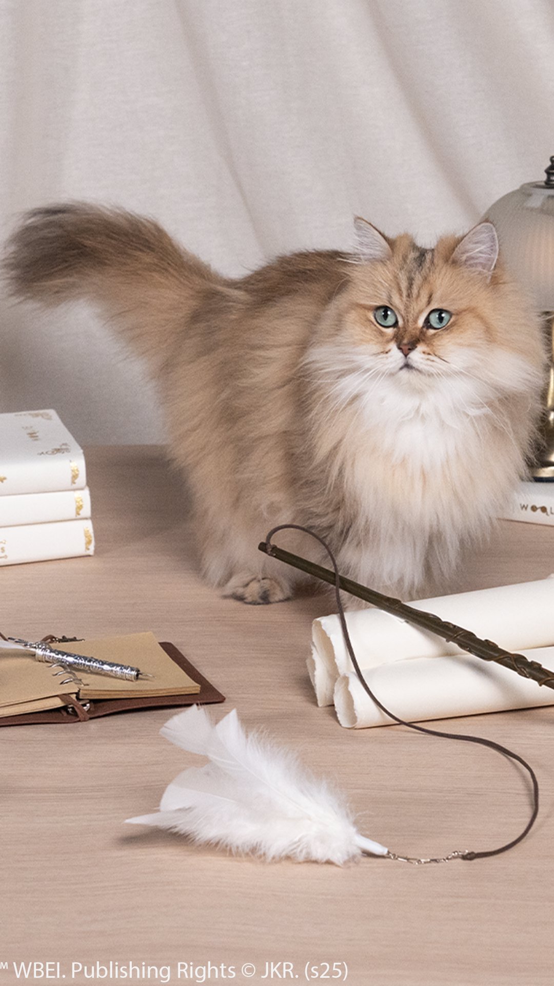 "Harry Potter" inspira nova linha de produtos especiais para gatos