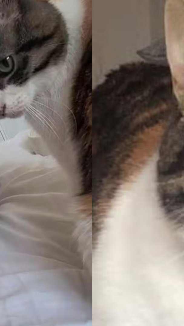 Gata desaparece por dez anos e volta para casa no aniversário da dona: "Saiu numa aventura"