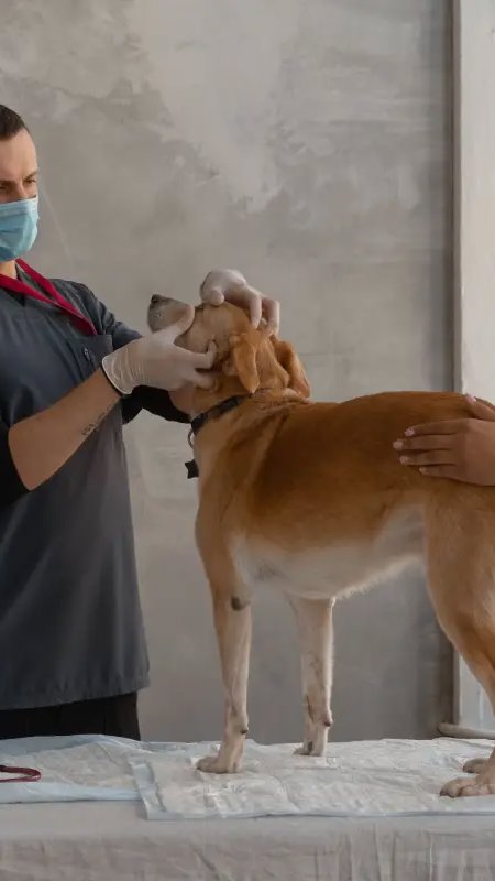 Senac SP amplia e reforça qualificação para o mercado pet