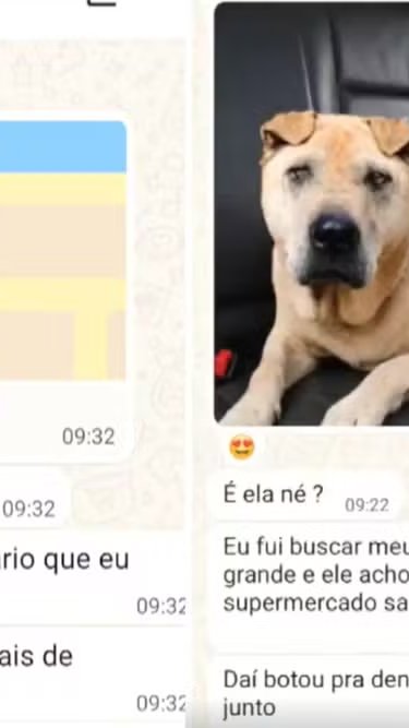 Golpe cruel: criminosos usam IA para extorquir tutores de pets desaparecidos em MS