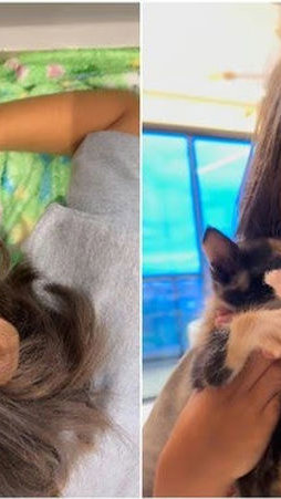 Plano felino sobre rodas: menino percorre 400 km com gatinha escondida no carro do pai