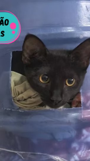 Final feliz: gato abandonado em garrafa e acompanhado de carta misteriosa ganha novo lar em Porto Alegre