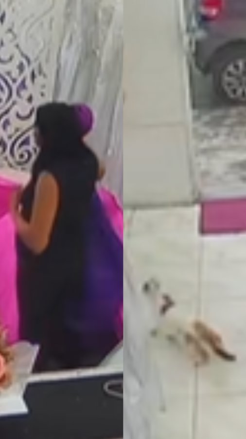 Gato se esconde em vestido de festa e dona se surpreende ao devolver peça em loja