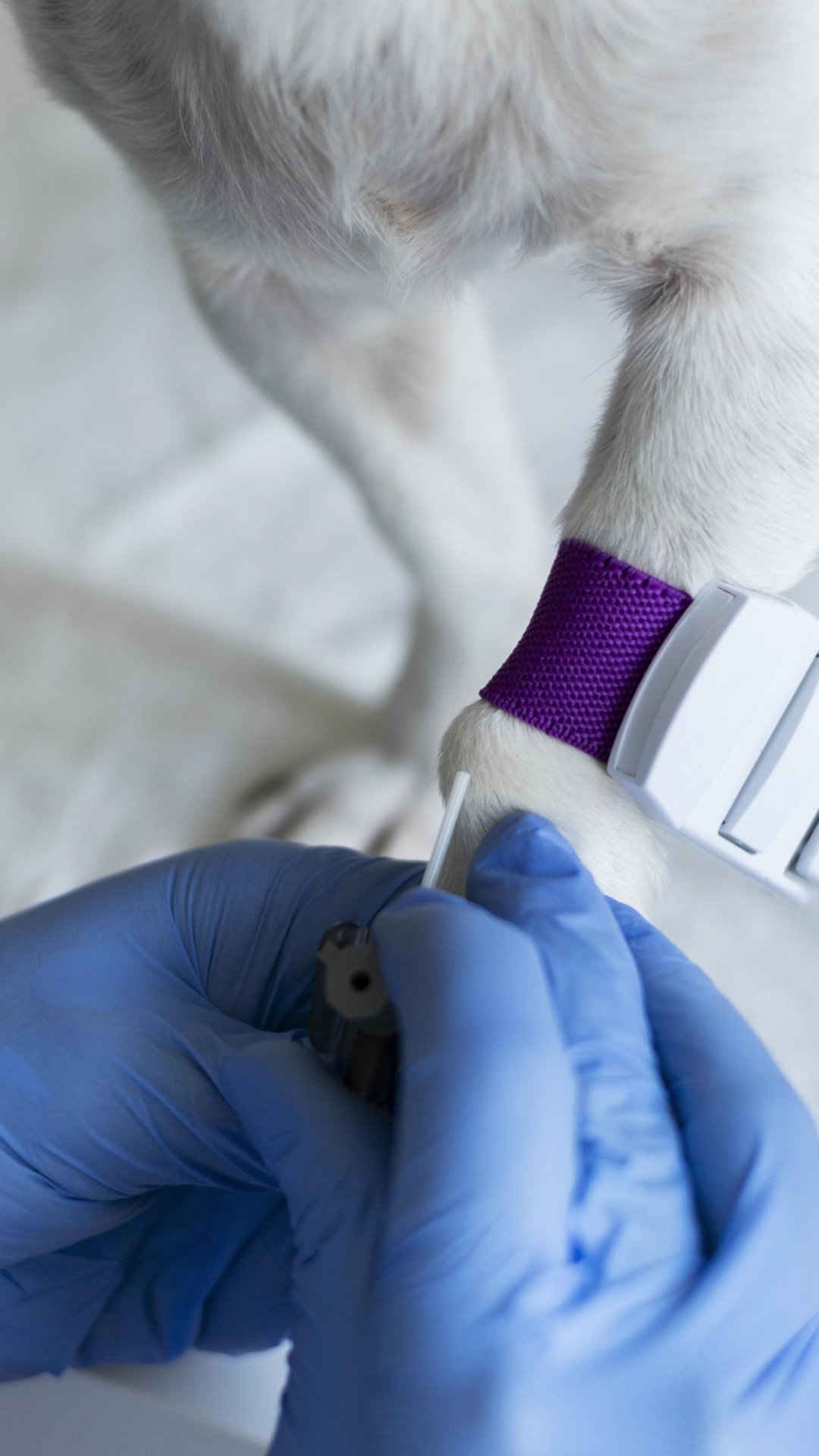 Veja o que fazer e o que evitar se seu pet estiver fazendo quimioterapia