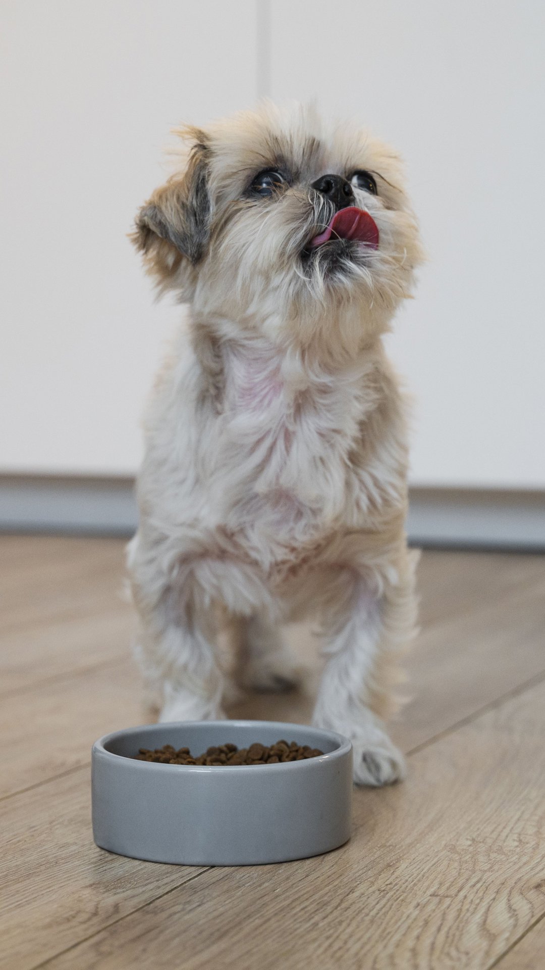 Como escolher a alimentação ideal para cães e gatos