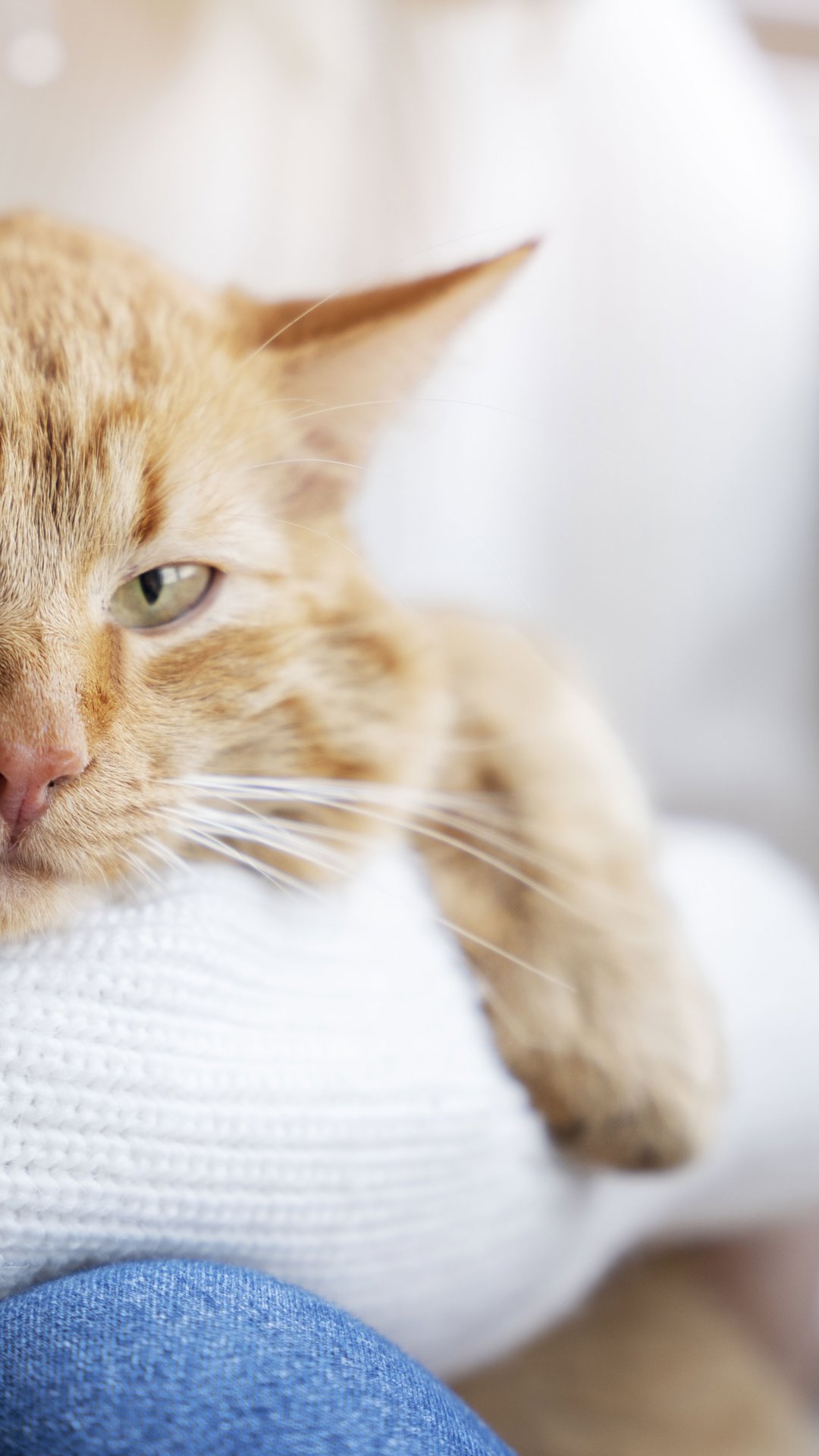 Gato vomitando: devo levar ao veterinário ou é "só" bola de pelo? Saiba quando você deve se preocupar