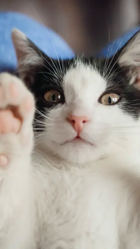 Escolha por gatos cresce com felinos presentes em uma a cada cinco casas