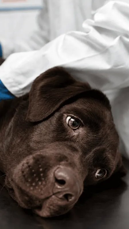 Casos de raiva em pets reforçam alerta sobre vacinação e conduta veterinária