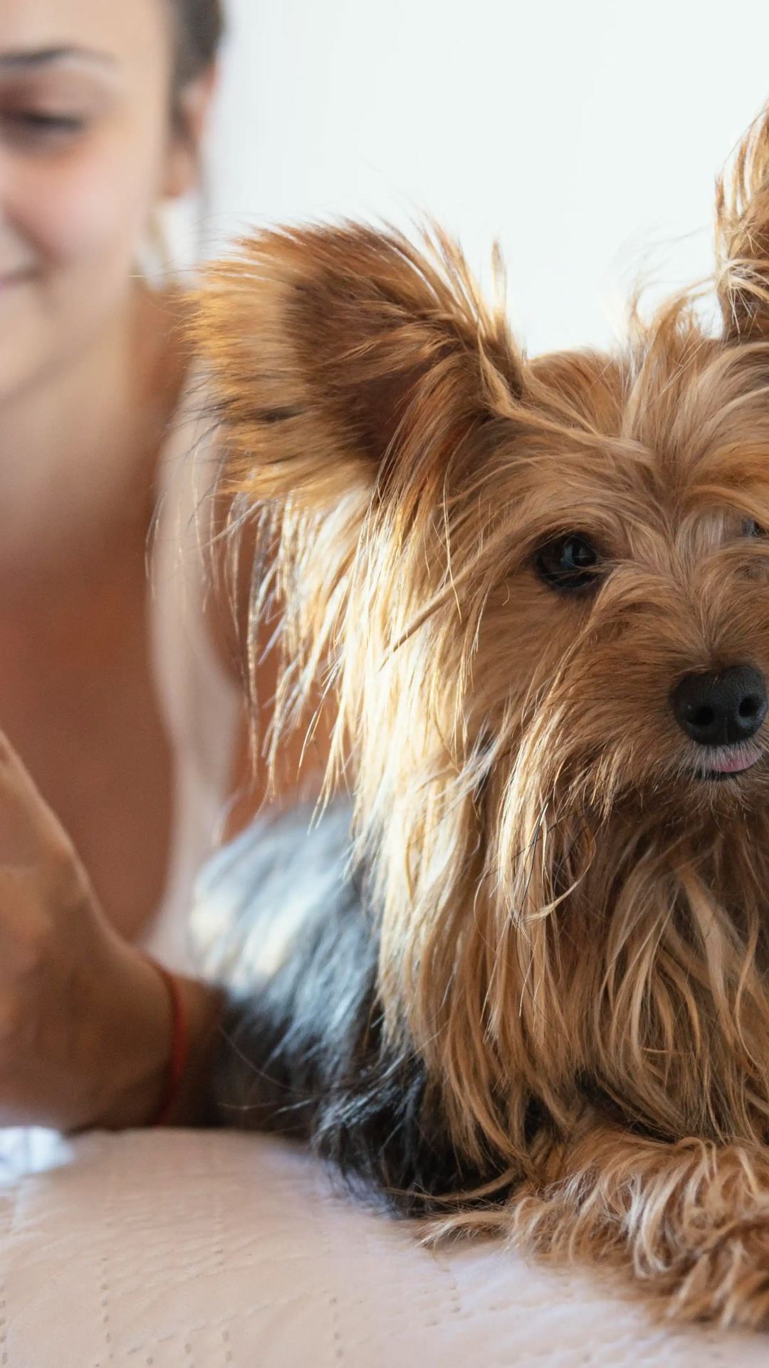 TikTok Shop renova o perfil de e-commerce para empresas pet