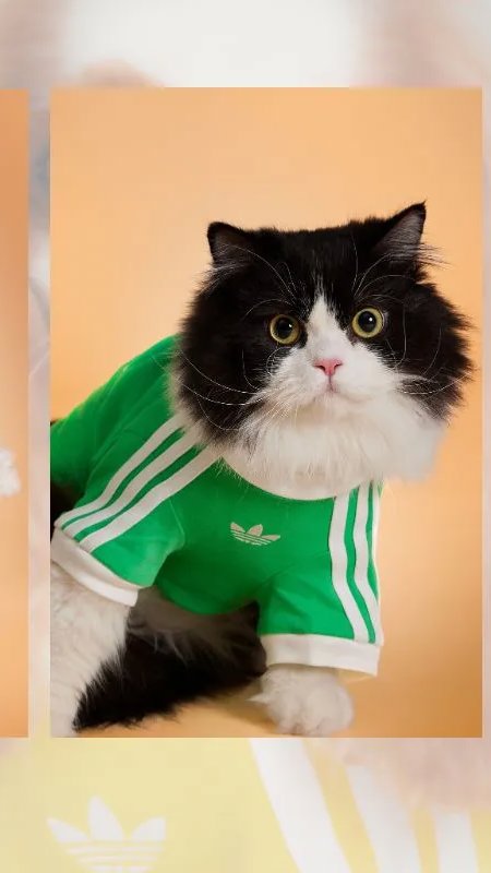 Adidas amplia presença no pet com nova coleção de roupas e acessórios