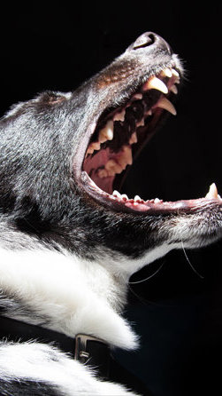 Coleiras antilatido podem ser proibidas em Porto Alegre; projeto mira uso em pets
