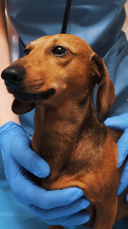 Acidente em Brasília reforça debate sobre prevenção no trabalho veterinário