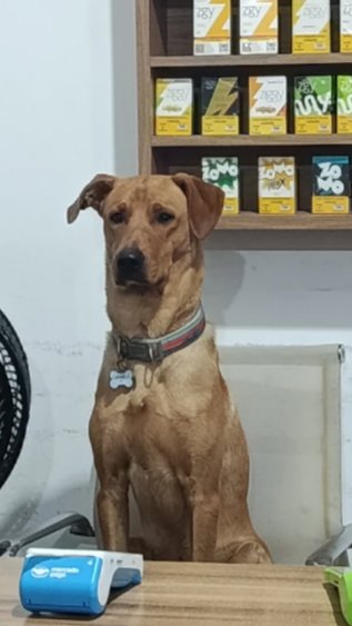De crachá e uniforme: “cão CLT” conquista a internet e vira atração em mercado de SC