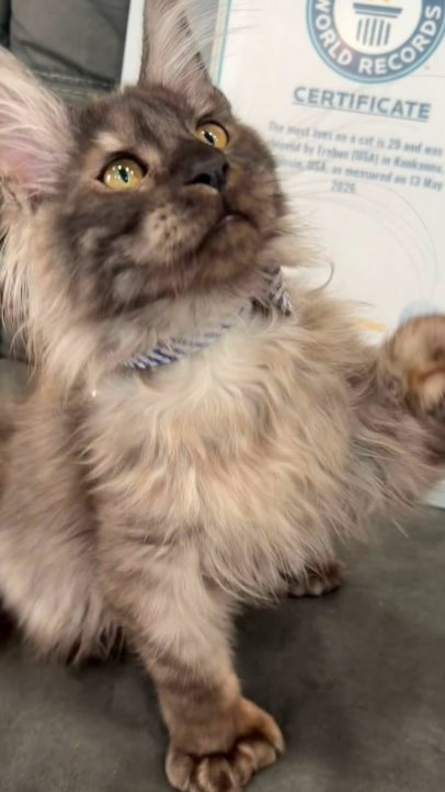 Gato com 29 dedos bate recorde mundial e donos batizam animal de 'Erebus Anomaly'