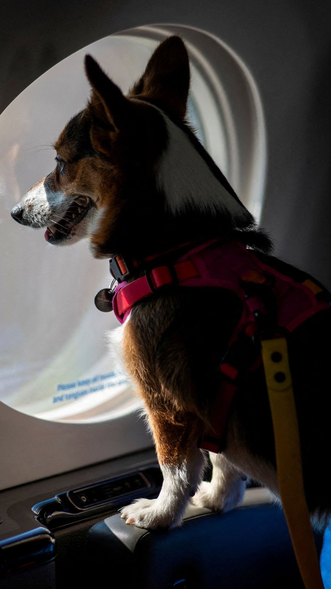 Países pedem para ONU criar padrão para transporte seguro de pets em aviões