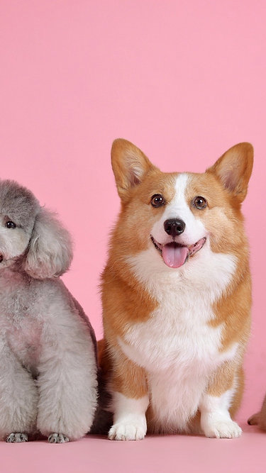 Campinas aprova restrição à reprodução de cães e gatos com risco de doenças genéticas
