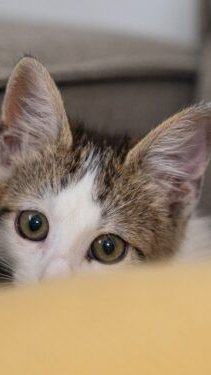 Copa do Mundo: como proteger cães e gatos de estresse durante os jogos