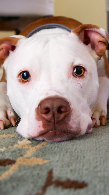 Microchipagem de Pitbulls pode se tornar obrigatória em Campinas