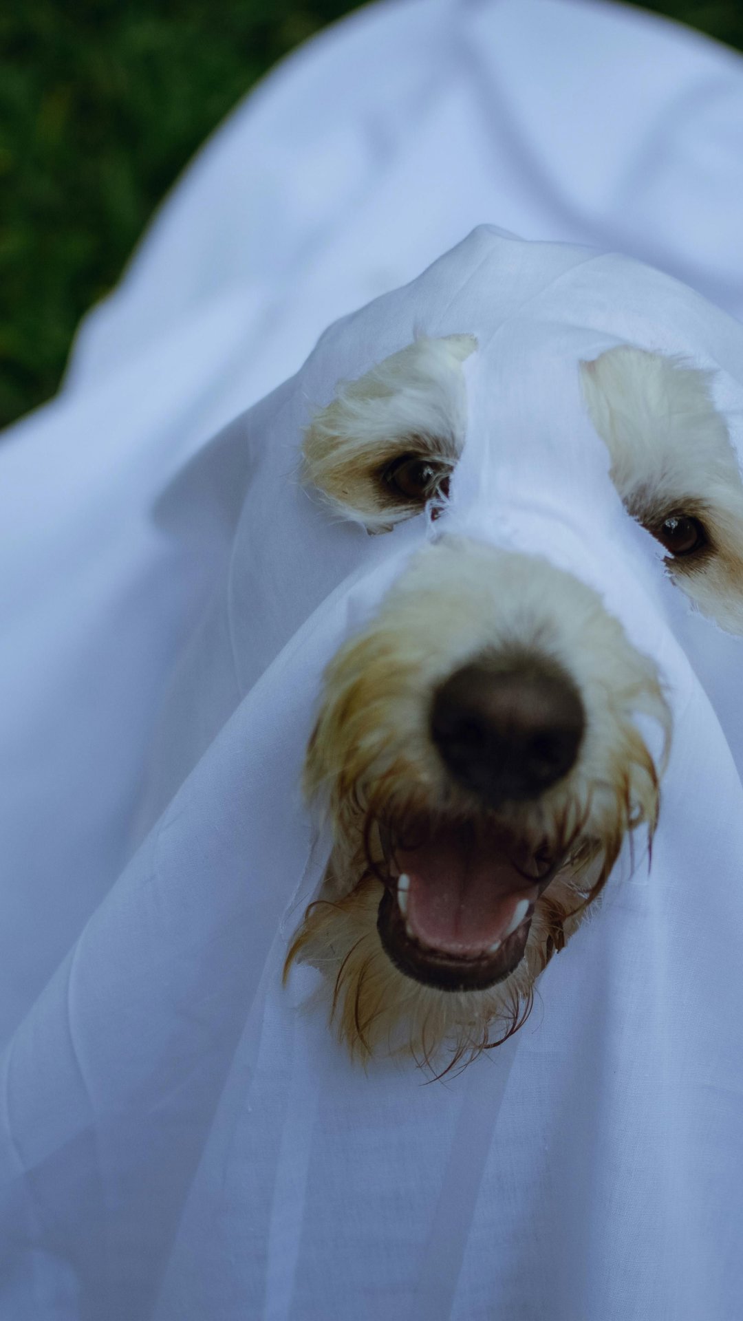 Ideias criativas e seguras de fantasias para pets para Halloween