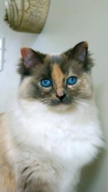 Gata levada para eutanásia é encontrada viva mais de um ano depois