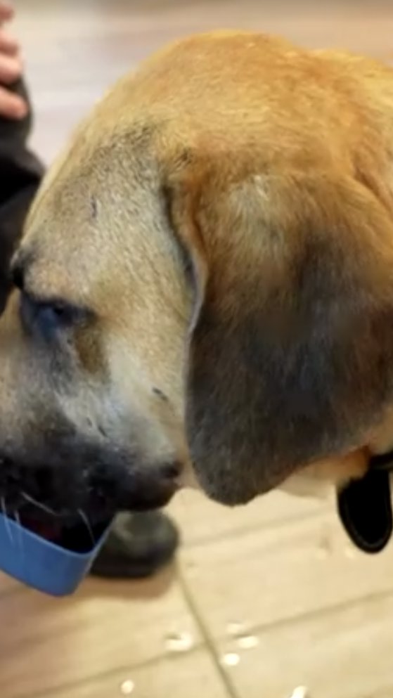 Whey protein para cachorro existe, mas não é igual o suplemento para humano