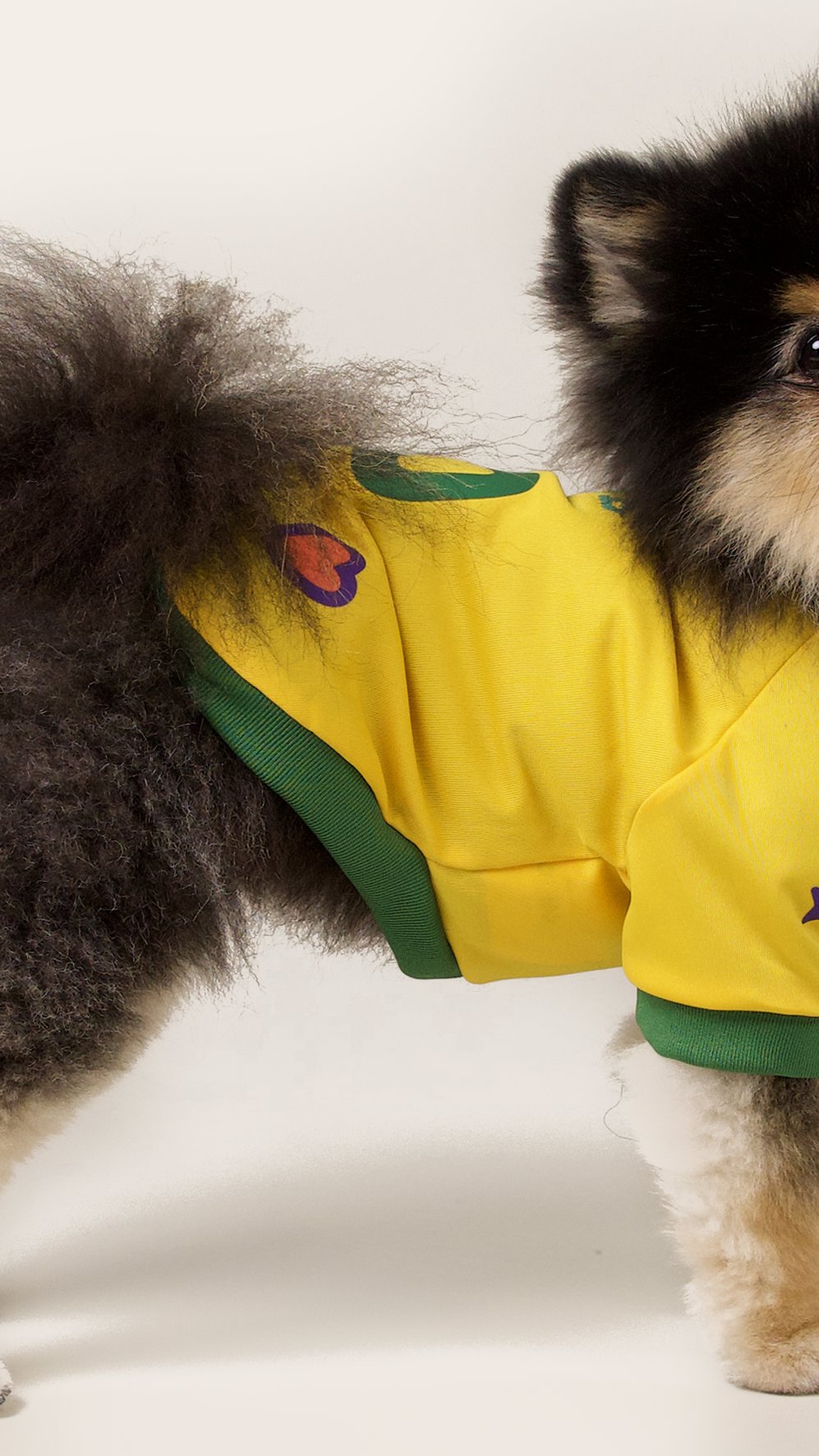 Em clima de Copa do Mundo: veja os nomes de jogadores mais usados em pets